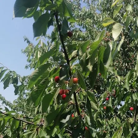 Vercelli Апартаменты